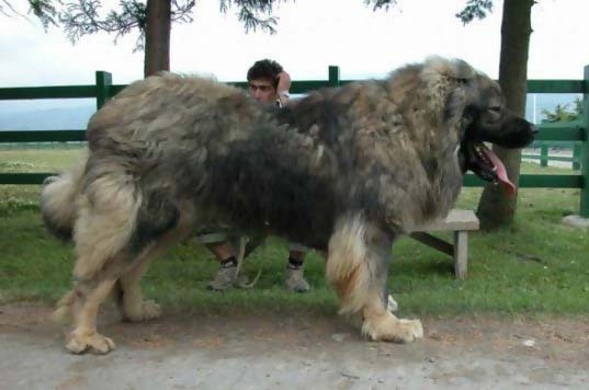 bear hunting dog