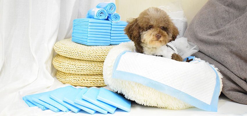 Best Puppy Training Pads