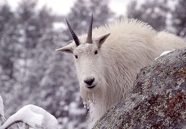 Guide For Hunting Mountain Goats