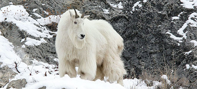 Hunting Mountain Goats