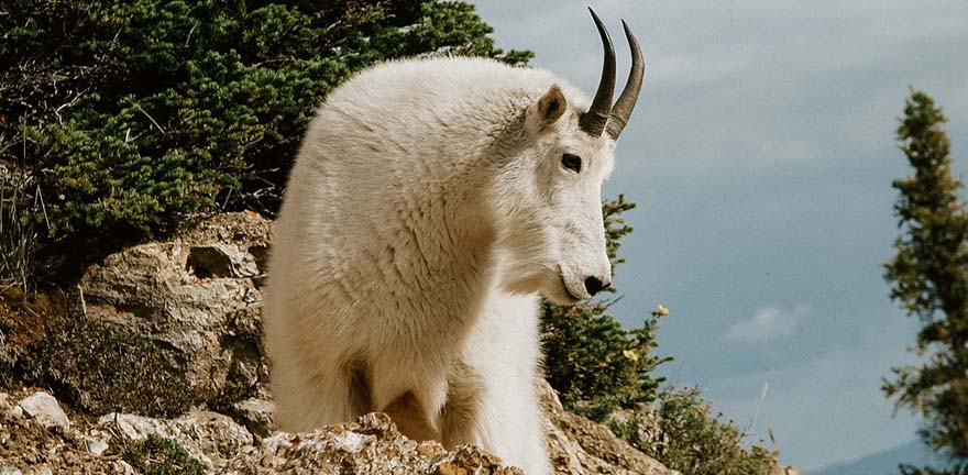 Mountain Goat Hunting