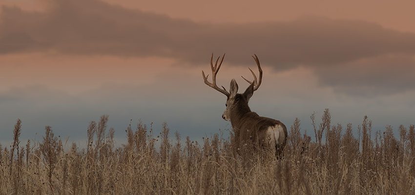 Tips For Deer Hunting